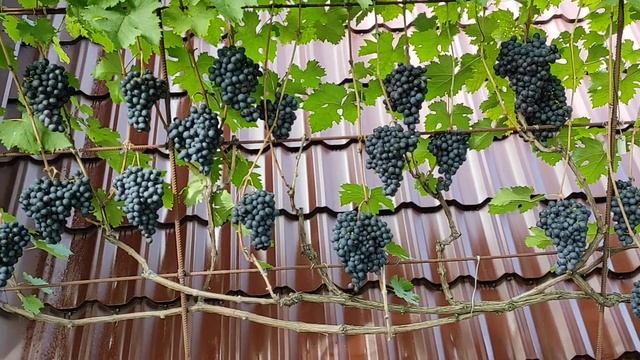 Виноград Смакота. 23.09.2022 Форма столового винограду раннього терміну достигання. смотреть онлайн