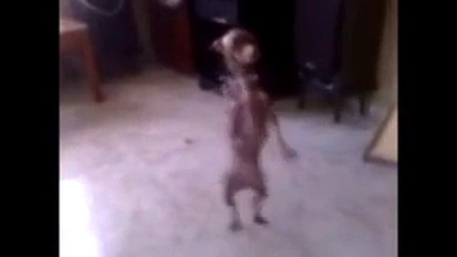 Собаки тоже любят танцы смотреть онлайн