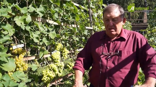 Выращивание винограда в Сибири. Посадка. Рекомендации опытного виноградаря Анатолия Сидоровича смотреть онлайн
