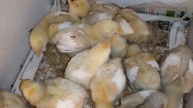 День 7. Цыплята бройлеры. смотреть онлайн