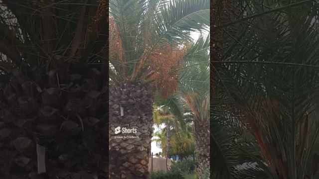 Кипр, Лимасол, пальмы, пальма с плодами