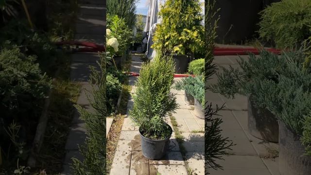 Туя западная "Смарагд Брайт" смотреть онлайн