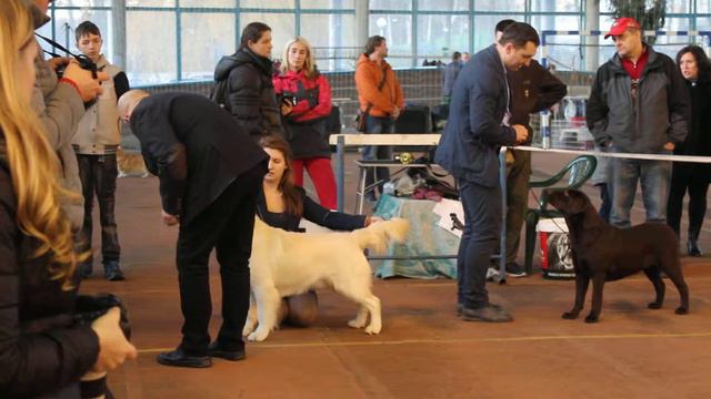 06.12.2015 Республиканская выставка ретриверов и спаниелей, GHEORGIA IBN FALVARAK-RAR смотреть онлайн