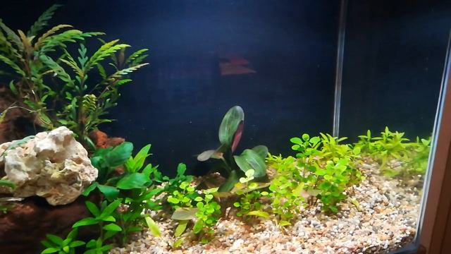 Hygrophila Pinnatifida, Echinodorus Hadi Red Pearl, Schismatoglottis Prietoi - Low Energy Tank