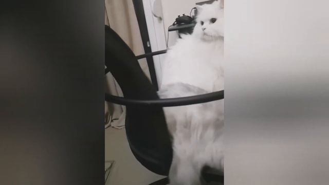 Funny white persian cat and scottish fold highland cat смотреть онлайн