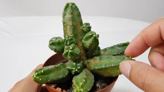 Echinocereus Pentalophus Momotaro 桃太郎 смотреть онлайн