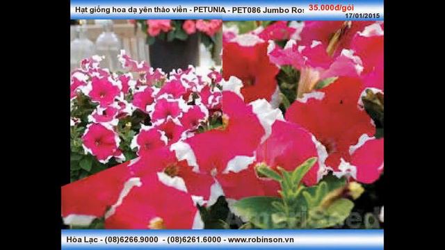 Giống hoa dạ yên thảo PETUNIA Jumbo Rose Frost смотреть онлайн