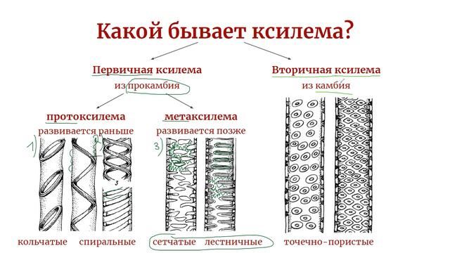 Проводящие ткани: ксилема и флоэма | Анатомия растений для олимпиад по биологии и студентов вузов смотреть онлайн