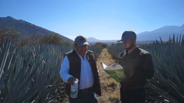 Growing Agave?? смотреть онлайн