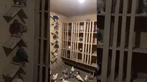 Агасиевские голуби моего друга Артака.