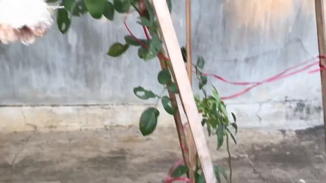 Review hoa hồng. Hoa đồng Đức, Herzogin Christiana, em hồng kiều diễm đáng để chinh phục смотреть онлайн