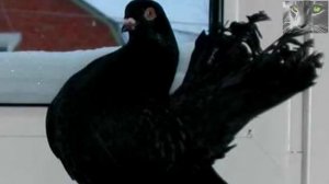 К чему голубь садится на подоконник. Суеверия и Приметы.