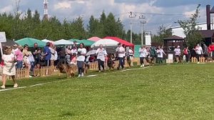 Группа производителя Fun v. Edelweis  ч.1 / Моно немецких овчарок ранга ПК БРОННИЦЫ 10 августа 2024