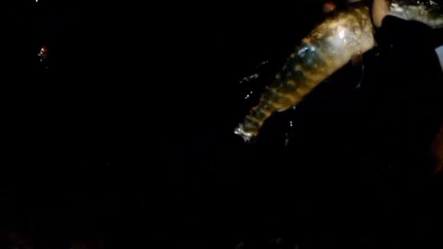 трофей взят! щука сильно за полтора кг! только очень темно! но щуку видно! рыбалка на спиннинг смотреть онлайн