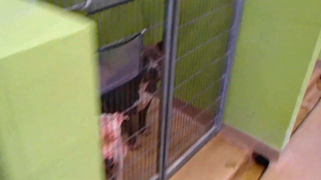 АМЕРИКА ЖИЗНЬ СОБАЧЬЯ или Приют для Бездомных СОБАК смотреть онлайн