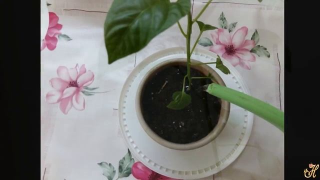 Перевалка рассады перцев в большую емкость смотреть онлайн