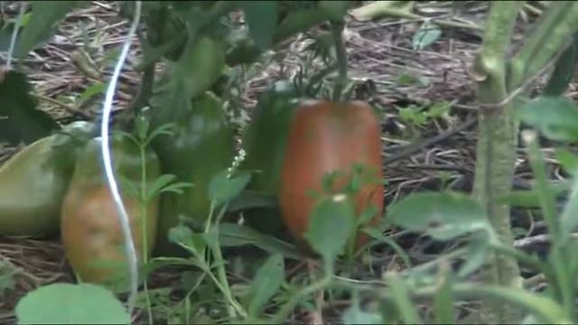 сорт томата Сибирская тройка смотреть онлайн