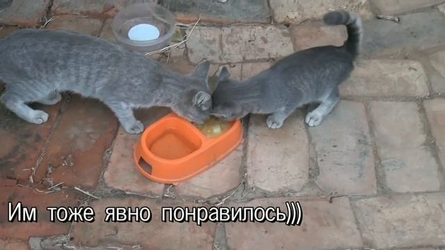 Котята , Пёс и гороховый суп...  Kittens, A Dog And Pea Soup.