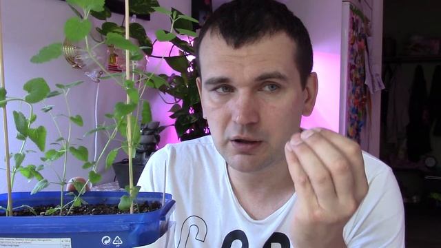 Мята перечная из семян на подоконнике.