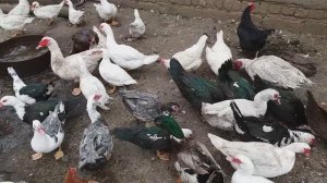 ПОЧЕМУ МУСКУСНЫЕ УТКИ НЕ НЕСУТСЯ???