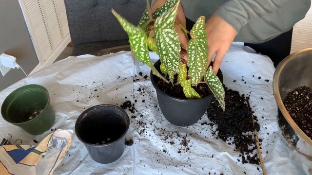 Repotting "My Special Angel" Begonia (Fibrous Hybrid) смотреть онлайн