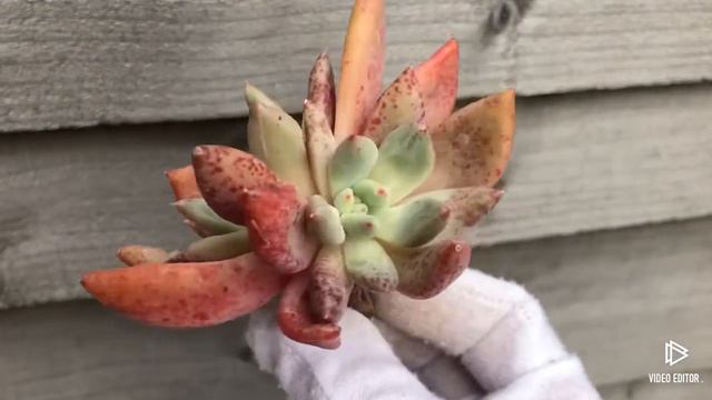Echeveria Spica смотреть онлайн