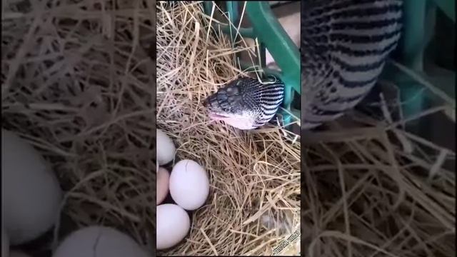 за стряла с едой  ребятам на фронт я там уже был и знаю каково это 2202 2003 4591 2586 сбер