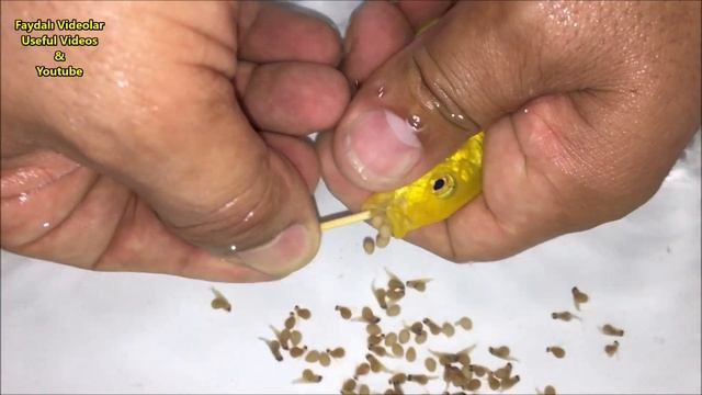 8 Yellow Fish, Gave birth to 345 Baby Fish смотреть онлайн