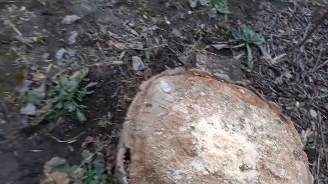Пчелки не едят канди "Днипровський пасічник", что делать? смотреть онлайн