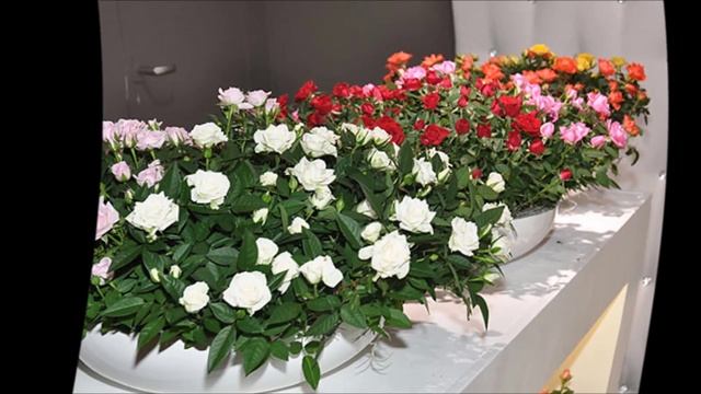 Роза уход.Роза в горшке уход смотреть онлайн