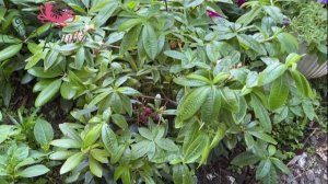 Рододендроны (азалии) после цветения + обрезка