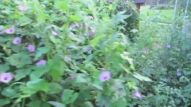 Every Glorious Morning