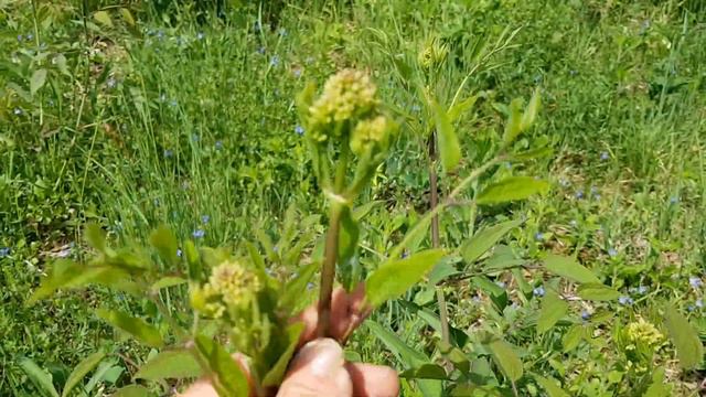 Aufrechte Waldrebe - Jungpflanzen - 28.04.18 (Clematis Recta) - Giftige Wildpflanzen