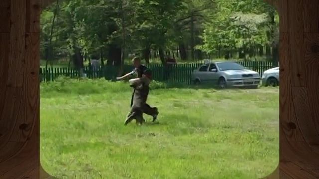 Дрессировочный центр "К-9", г. Черкассы. 2013 год смотреть онлайн