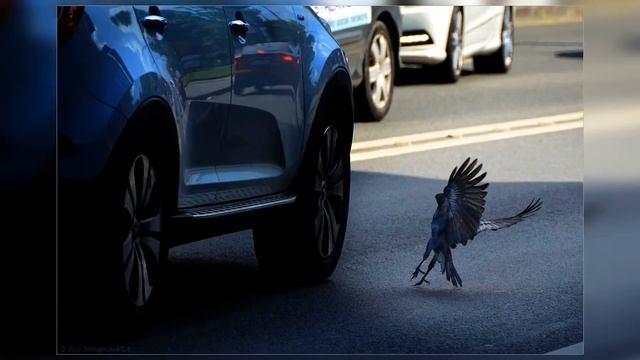 Ворона помогла ежу перейти опасную дорогу видео смотреть онлайн
