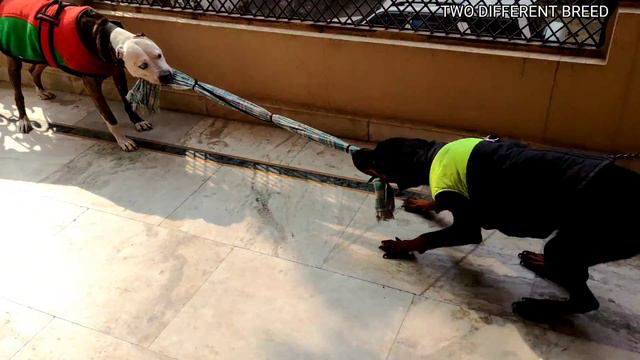 Pitbull Vs Rottweiler (tug of war ) पहेली बार Tiger Rocky के साथ tug of war करेगा смотреть онлайн