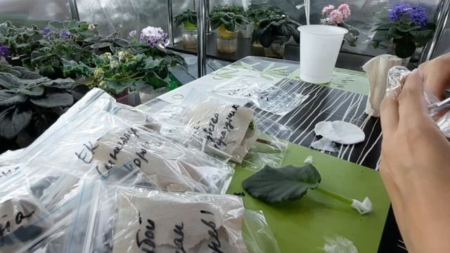 Упаковка листьев фиалки почтой. Моя упаковка листовых чепенков для пересылки. смотреть онлайн