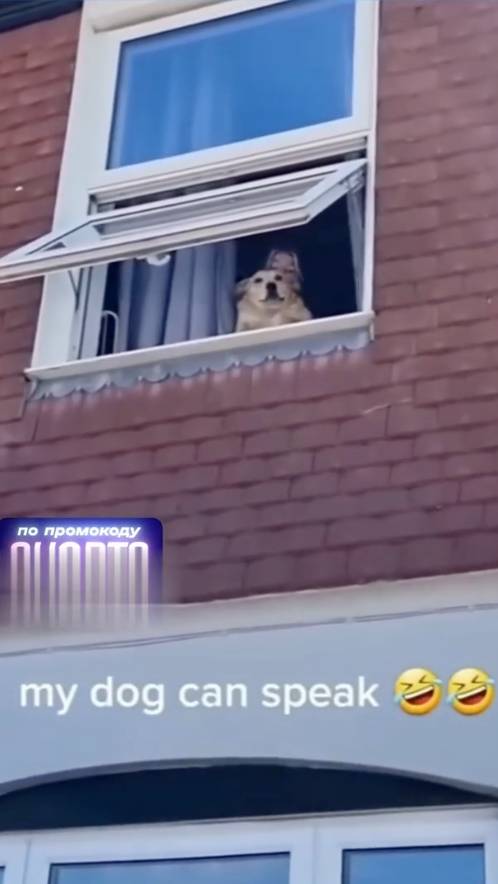 Смех до слез №46 - Лучшие Приколы 2024 #Шортс #Ютубшортс #Смех #Приколы #Мемы #Shorts смотреть онлайн