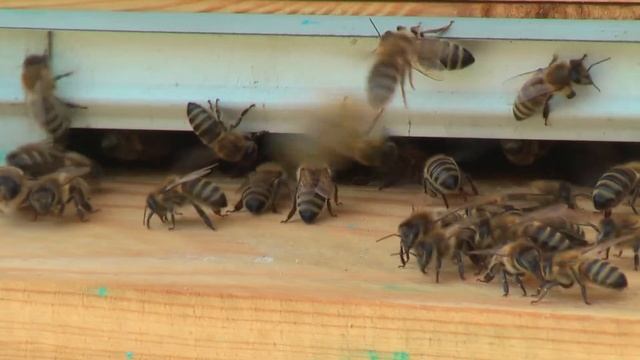 Профессор Кашковский: Перга плесневеет, надо ли удалять такие рамки? смотреть онлайн