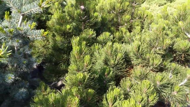 Сосна Гельдрейха (белокорая) "Малинки" Pinus heldreichii (leucodermis) "Malinki" смотреть онлайн