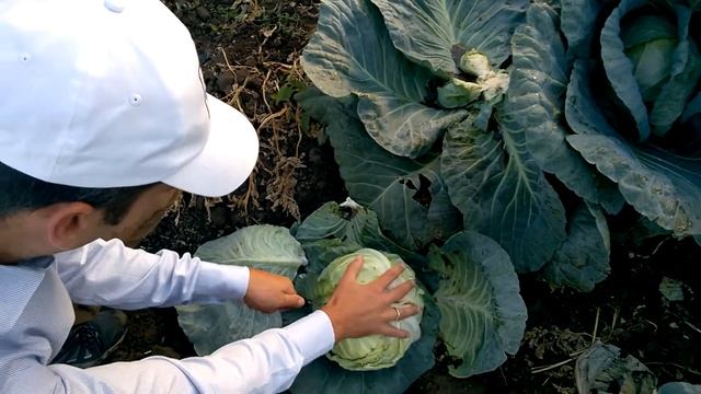Капуста Чирз от компании Takii Seeds смотреть онлайн