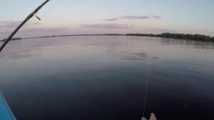 ЛОВЛЯ СОМА НА КВОК!!! Две поклевки и Сом за пол часа. Новый квок! Ловля сома на Волге.