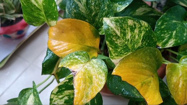 Pothos Leaves Turning Yellow// Get Rid Of Yellow Leaves In Pothos// Money Plant Leaves Tuning Yello