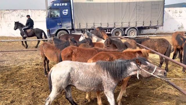 Павлодарский Тайлар Арзан бағада.Тараз мал базар 2022.04.10/Атбазар смотреть онлайн