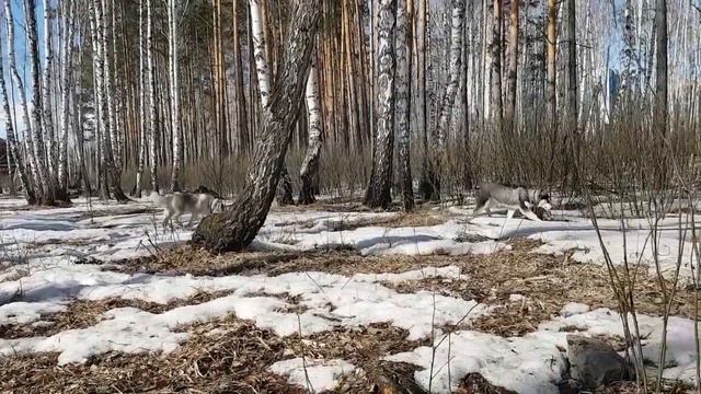 Идель в новом ошейнике) Иджин завидует)) смотреть онлайн