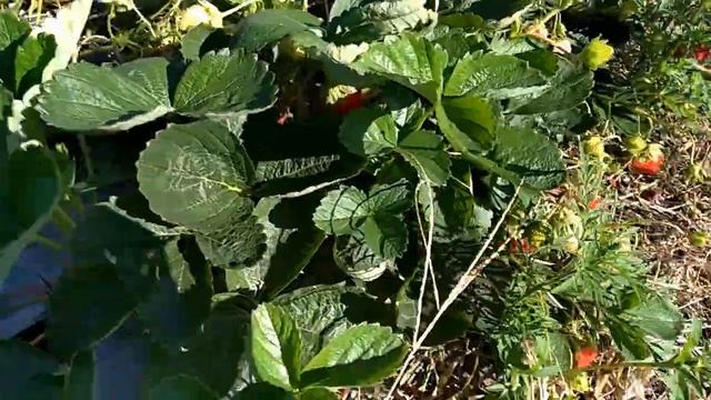 клубника Вивара и Гармония нсд 2020 год смотреть онлайн