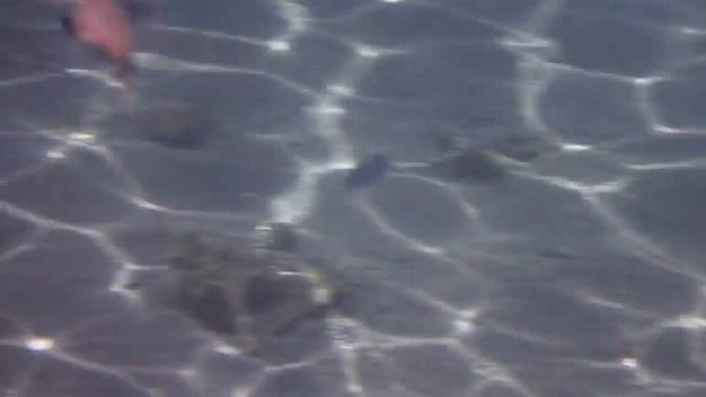 Рыбка заигрывает со мной смотреть онлайн