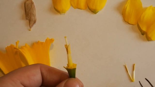 Daffodil Flower Dissection смотреть онлайн
