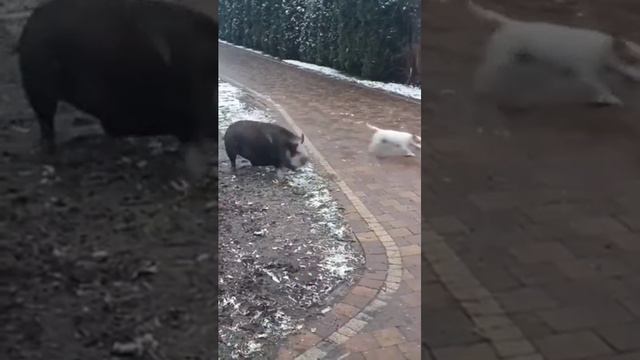 14-03-2024 давай, давай,Гол!!