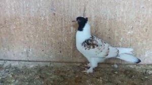 Продаются Бакинские шейки и головатые голуби в Железноводске!